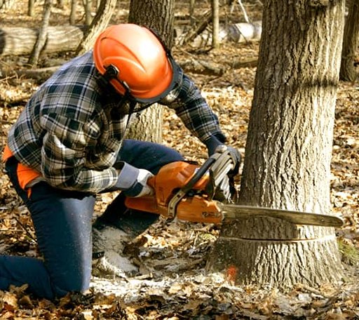 Tree Removal in Lawrenceville, IL